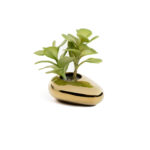 ADENIUM