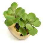 ADENIUM - Image 2